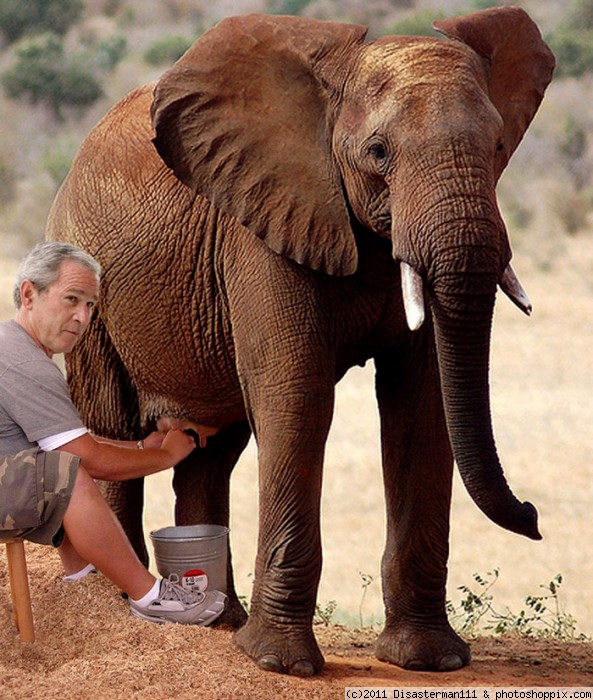 Funny George Bush Elephant Milking Photoshop Image