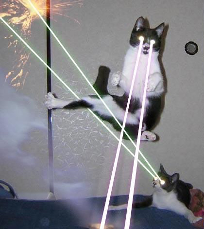 Funny Laser Eyes Cats Fighting Picture