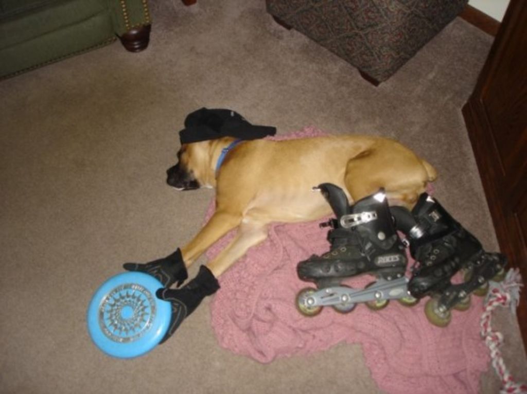 Funny Passed Out Dog With Skating Shoes