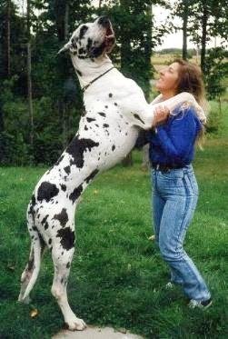 Girl With Black And White Brindle Great Dane Dog