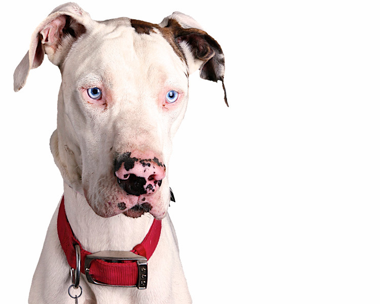 Great Dane Dog Face Closeup Picture