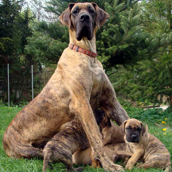 Great Dane Dog Family