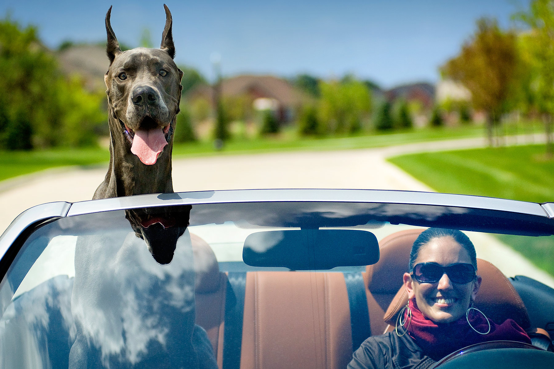 Great Dane Dog In Car