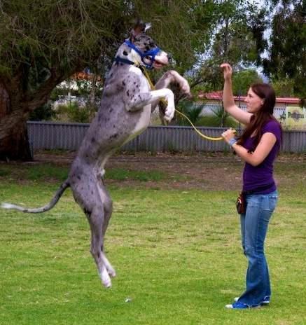 Great Dane Dog Jumping