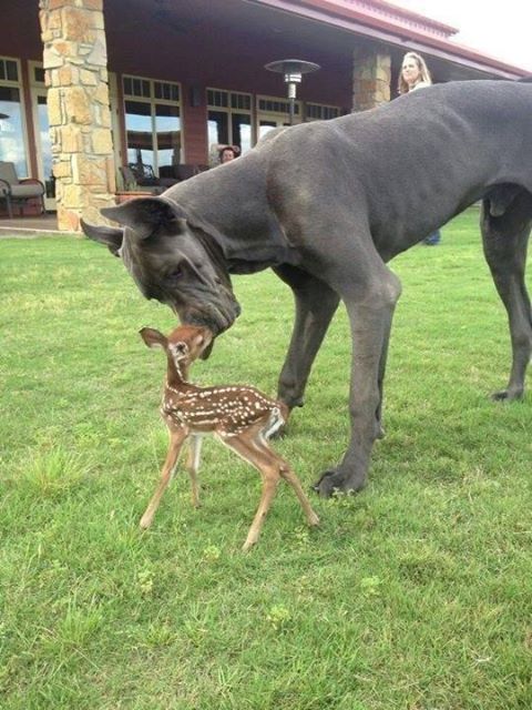 Great Dane Dog Playing With Deer