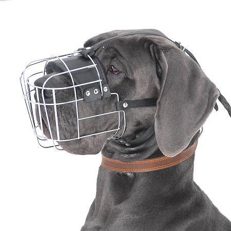 Great Dane Dog Wearing Steel Muzzle