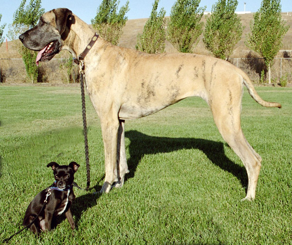 Great Dane Dog With Chihuahua Dog In Garden