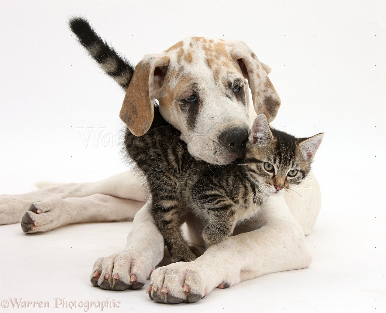 Great Dane Puppy With Tabby Kitten