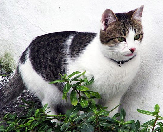 Grey And White Aegean Cat Photo