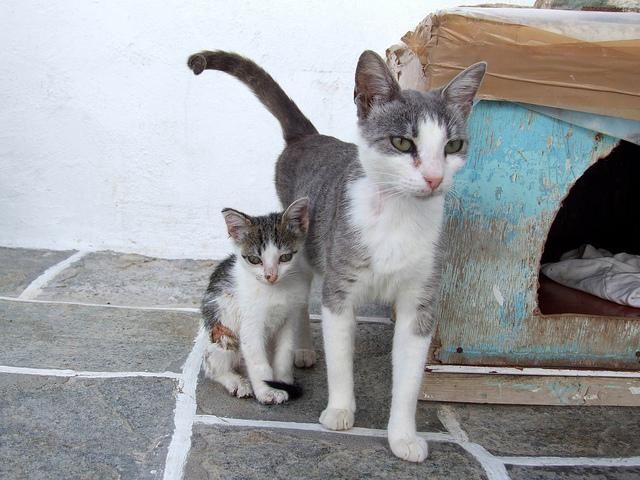 Grey And White Aegean Kitten With Cat