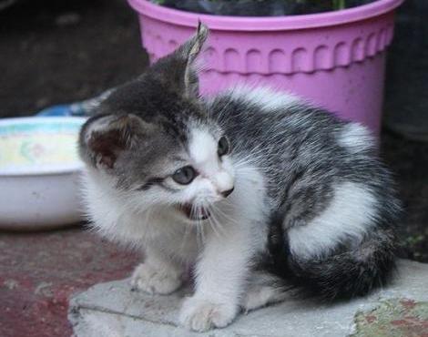 Grey And White Aegean Kitten