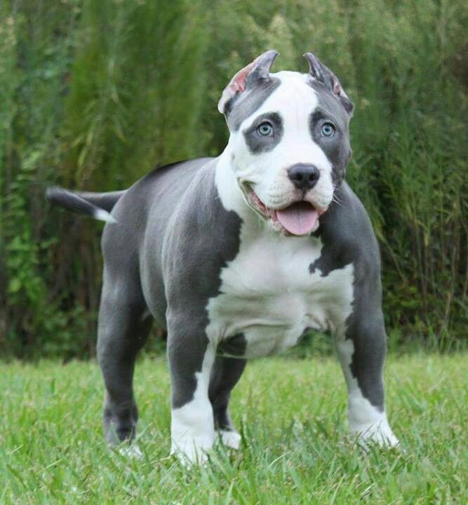 Grey And White Pit Bull Dog In Garden