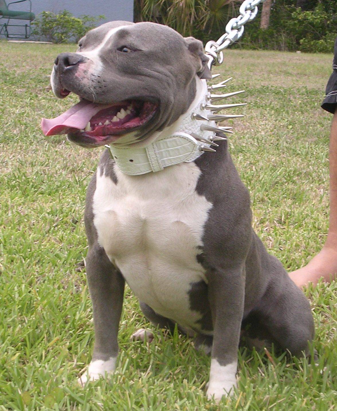 Grey And White Pit Bull Dog On Grass