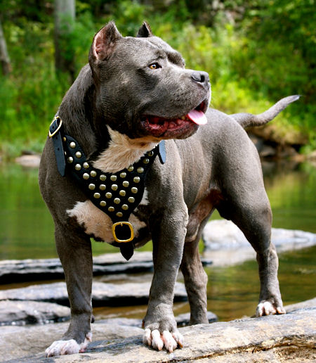 Grey And White Pit Bull Dog