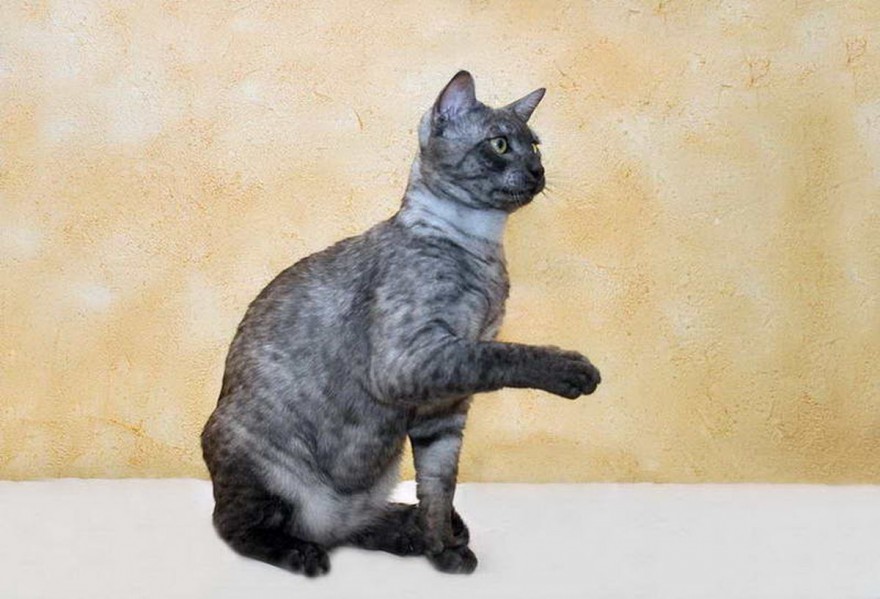 Grey Black Egyptian Mau Cat With Paw Up
