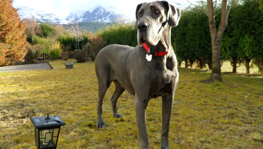 Grey Great Dane Dog In Garden