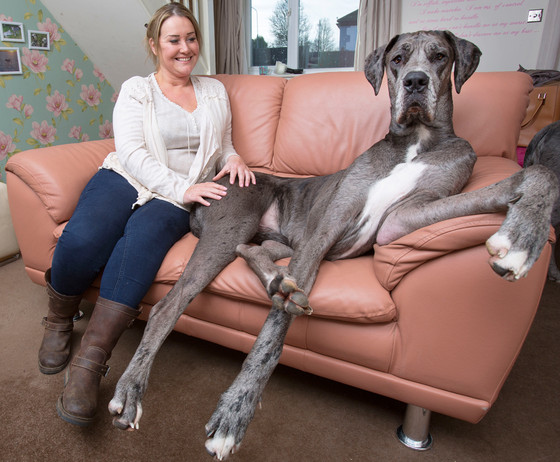 Grey Great Dane Dog Sitting On Sofa With Girl