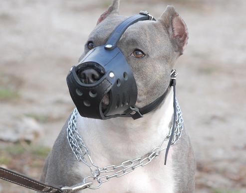 Grey Pit Bull Dog Wearing Leather Muzzle