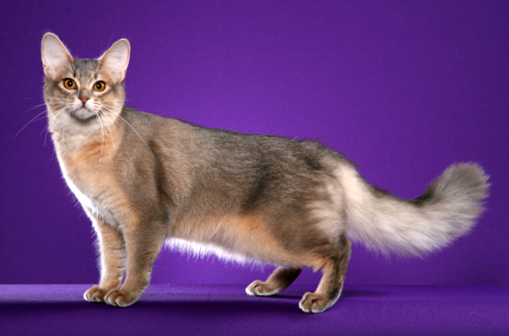 Grey Somali Cat Picture