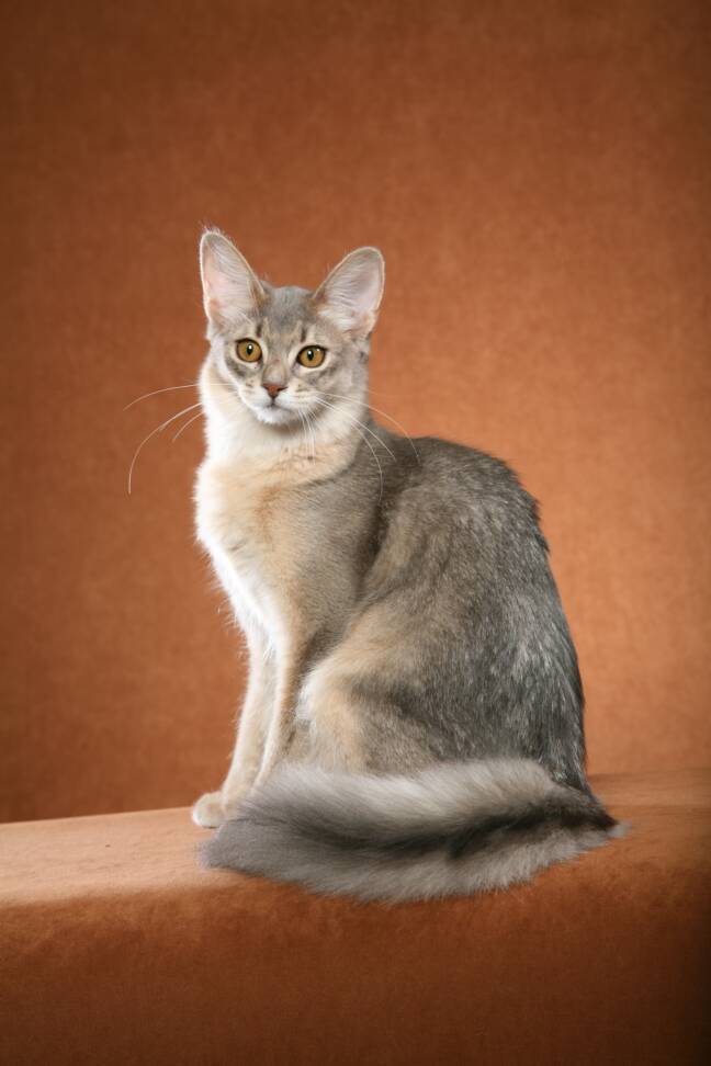 Grey Somali Cat Sitting