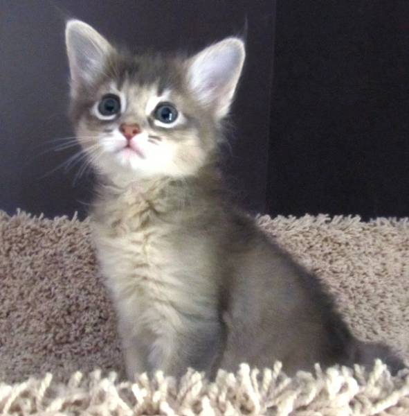 Grey Somali Kitten Sitting Picture