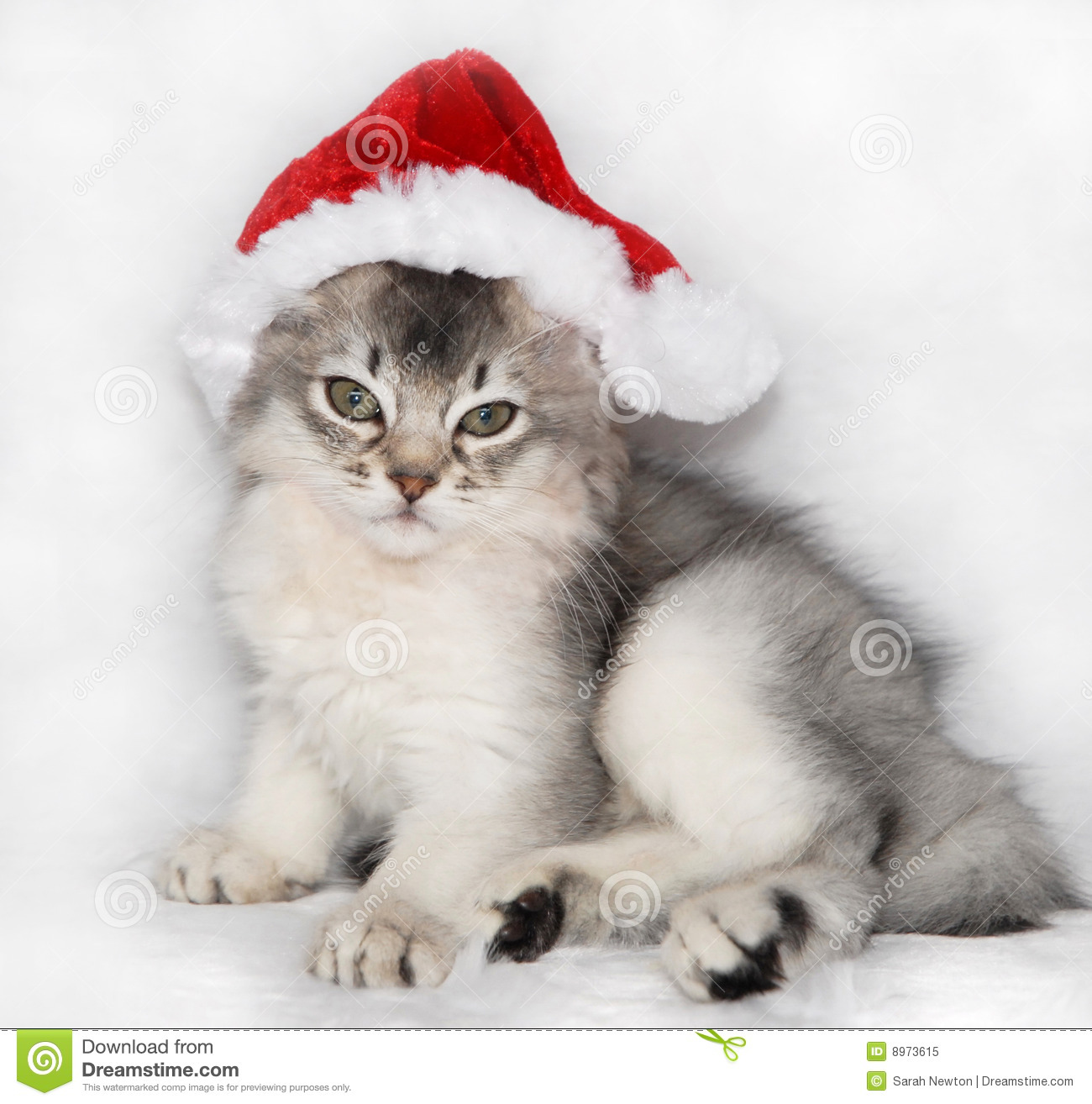 Grey Somali Kitten Wearing Santa Claus