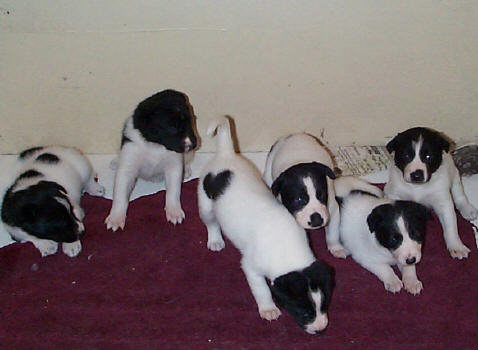 Group Of Black And White Canaan Puppies