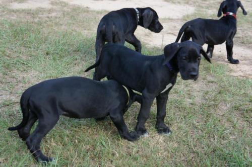 Group Of Black Great Dane Puppies