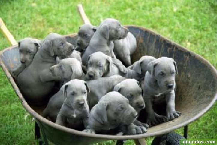 Group Of Blue Great Dane Puppies In Cart