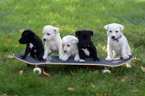 Group Of Canaan Puppies On Skateboard