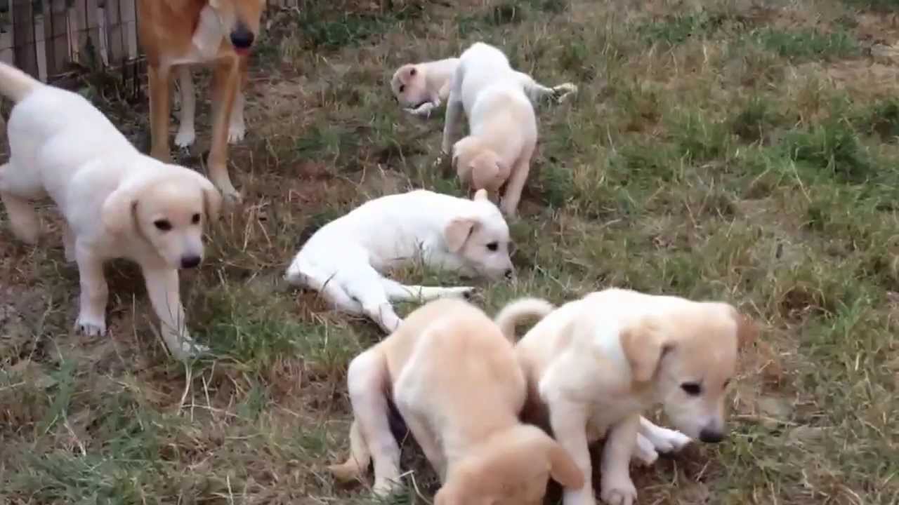 Group Of Canaan Puppies Outside
