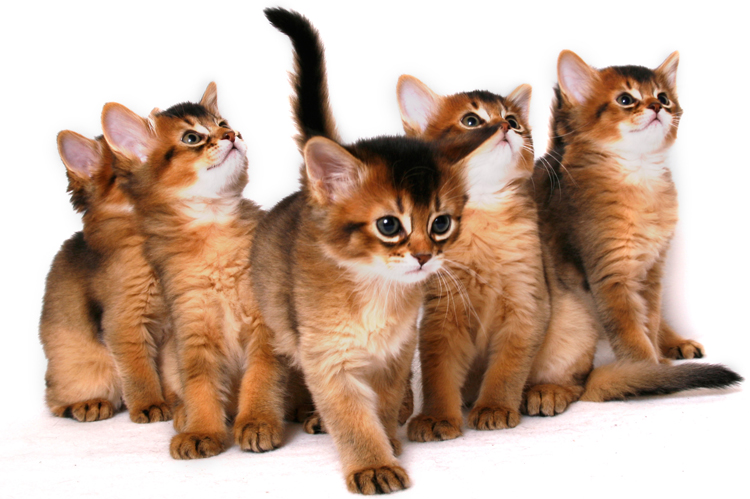 Group Of  Cute Somali Kittens