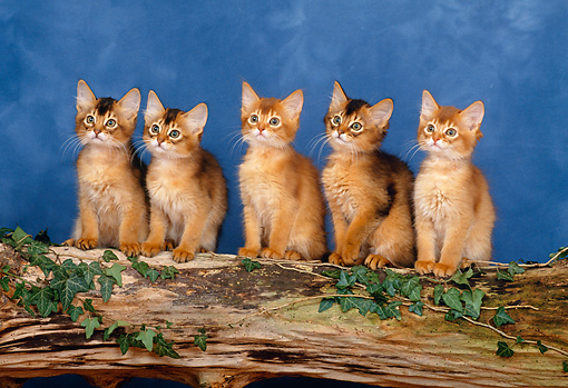 Group Of Five Somali Kittens Sitting