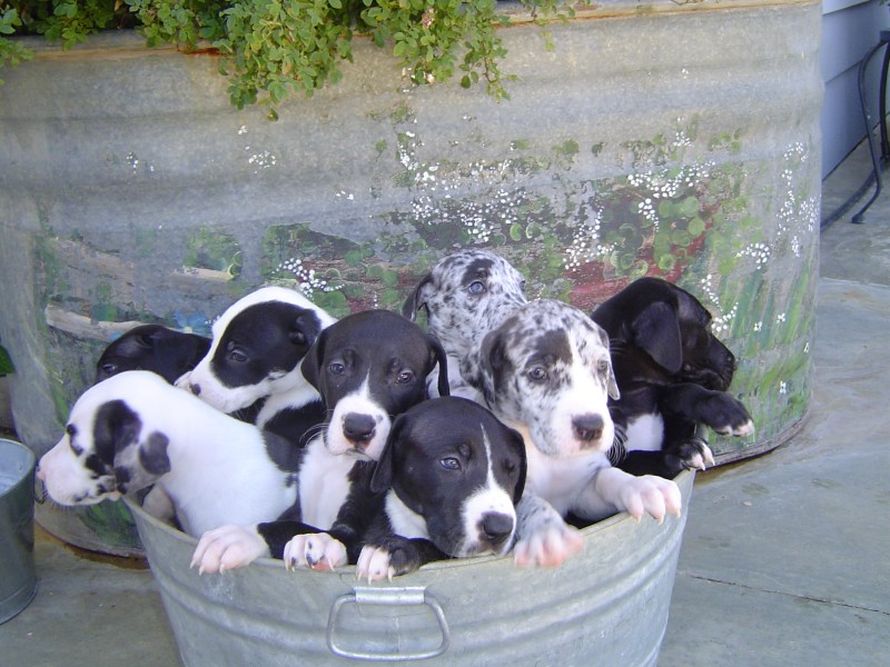 Group Of Great Dane Puppies In Basket