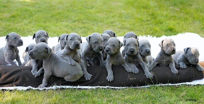 Group Of Great Dane Puppies In Garden
