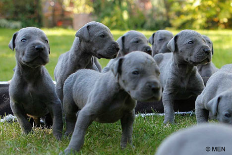 Group Of Great Dane Puppies Photo