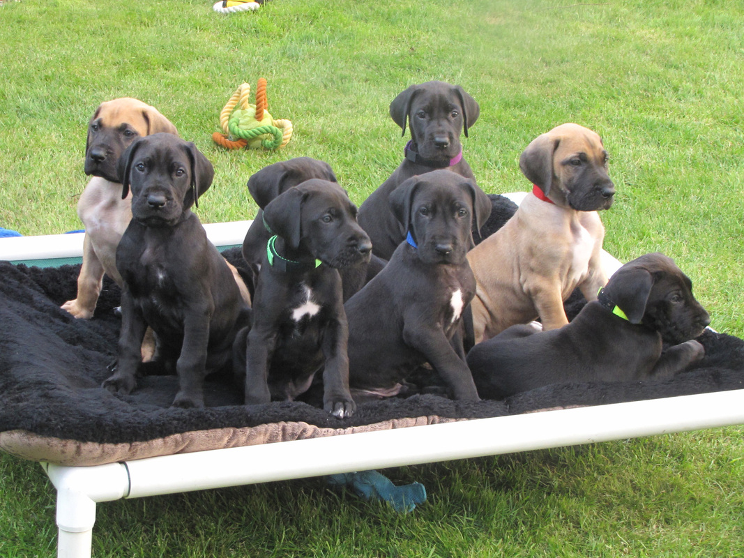 Group Of Great Dane Puppies
