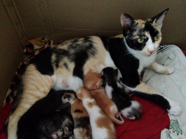Group Of New Born Aegean Kittens With Cat