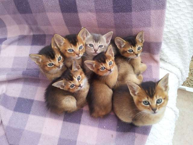 Group Of Somali Kittens Looking Up Picture