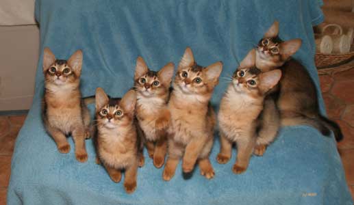 Group Of Somali Kittens Looking Up
