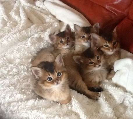 Group Of Somali Kittens Picture