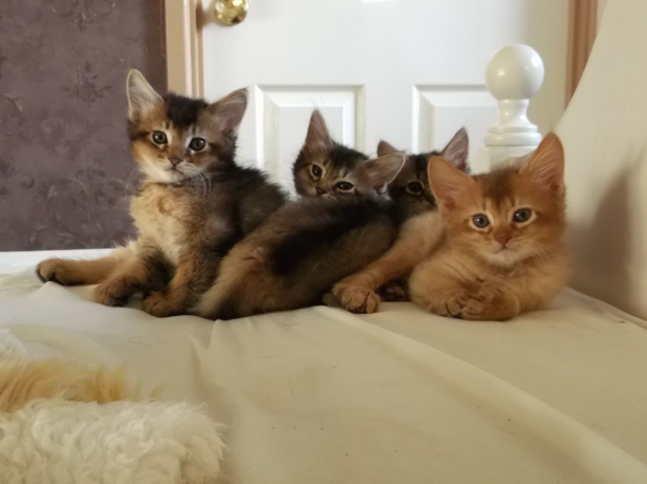 Group Of Somali Kittens Sitting On Bed