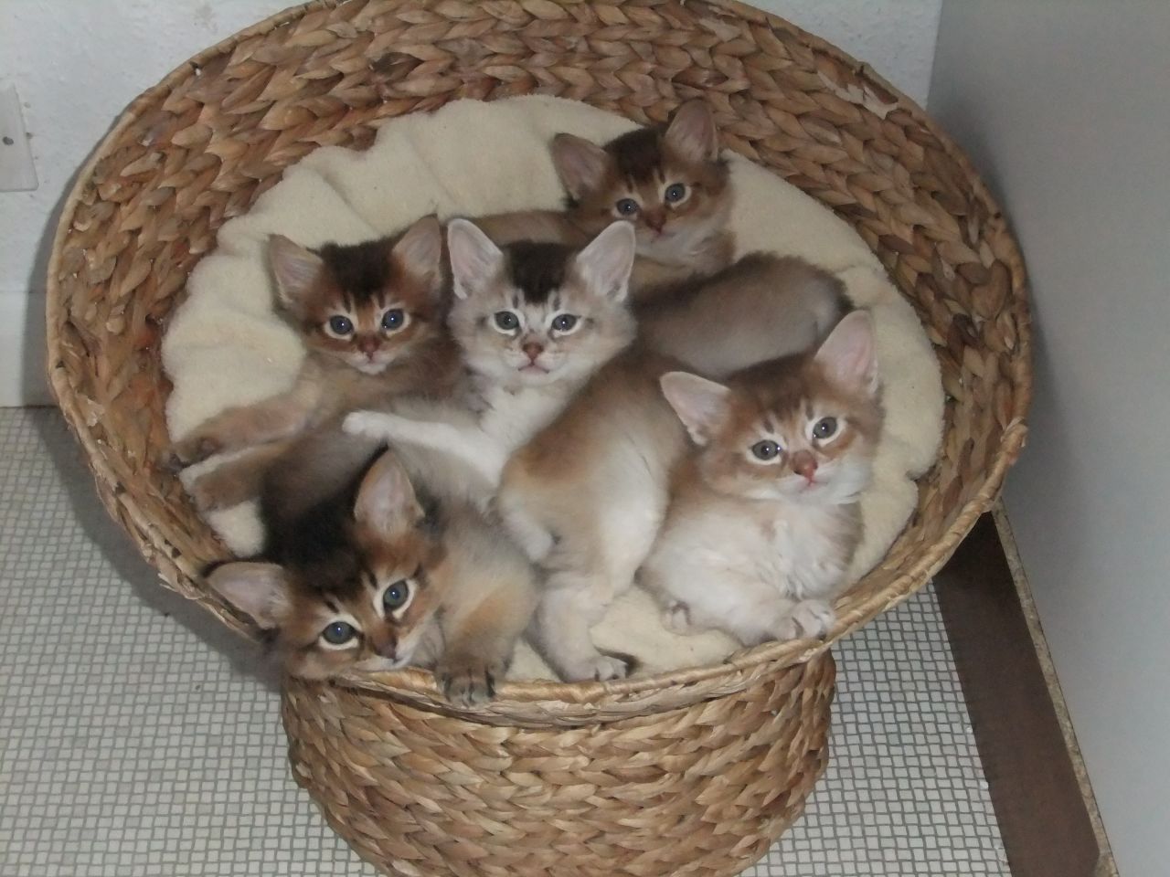 Group Of Somali Kittens