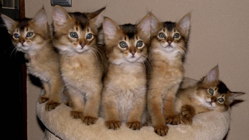 Group Of Very Cute Somali Kittens