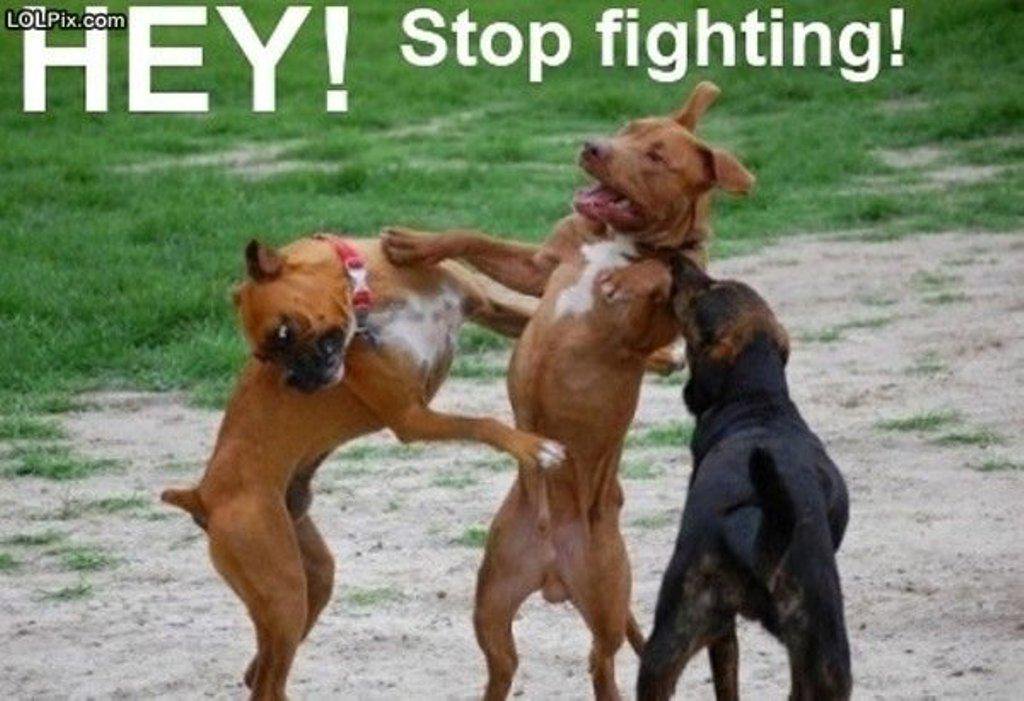 Hey Stop Fighting Funny Dogs Image