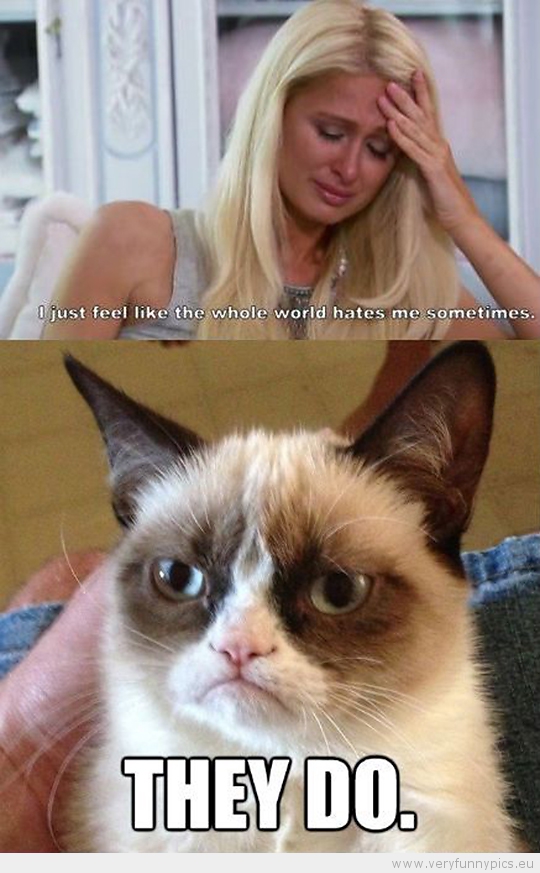I Just Feel Like The Whole World Hates Me Sometimes Funny Paris Hilton And Cat Image