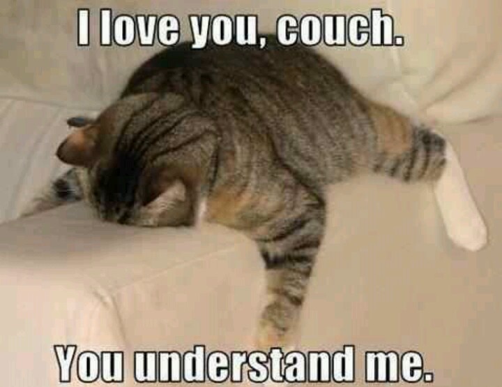 I Love You Couch You Understand Me Funny Cat Passed Out Picture