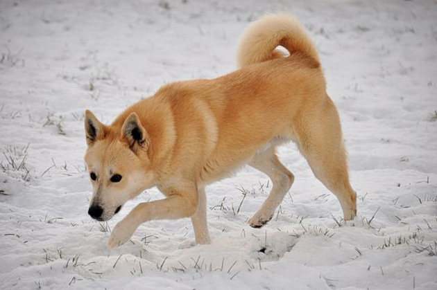 Light Brown Canaan Dog Walking On Snow