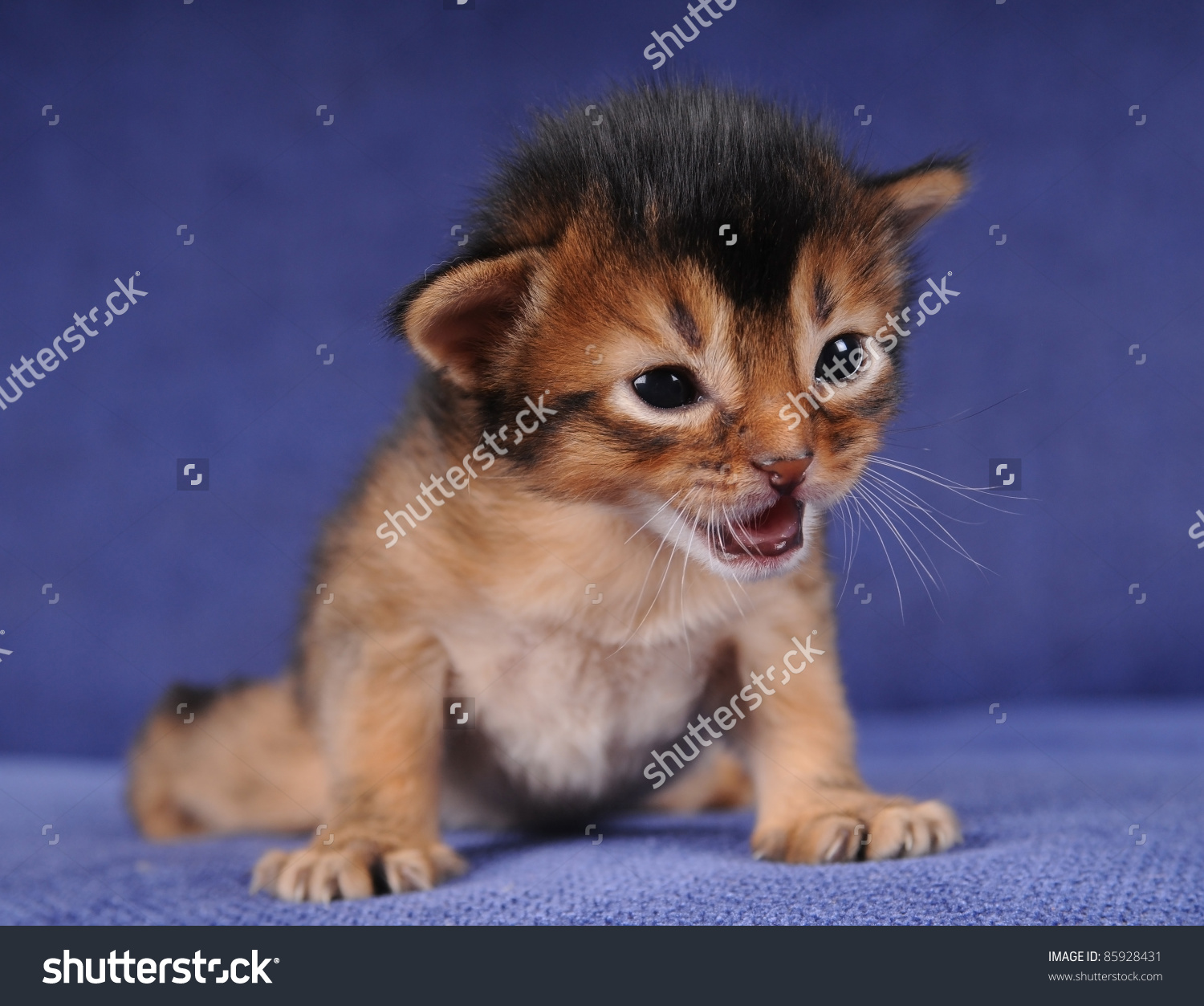 Little New Born Somali Kitten
