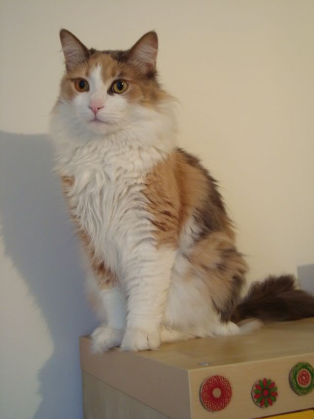 Long Hair Aegean Cat Sitting On Table